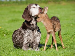 Fawn and dog sitting on grass